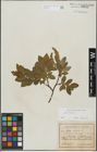 Foto von Salix hastata L.